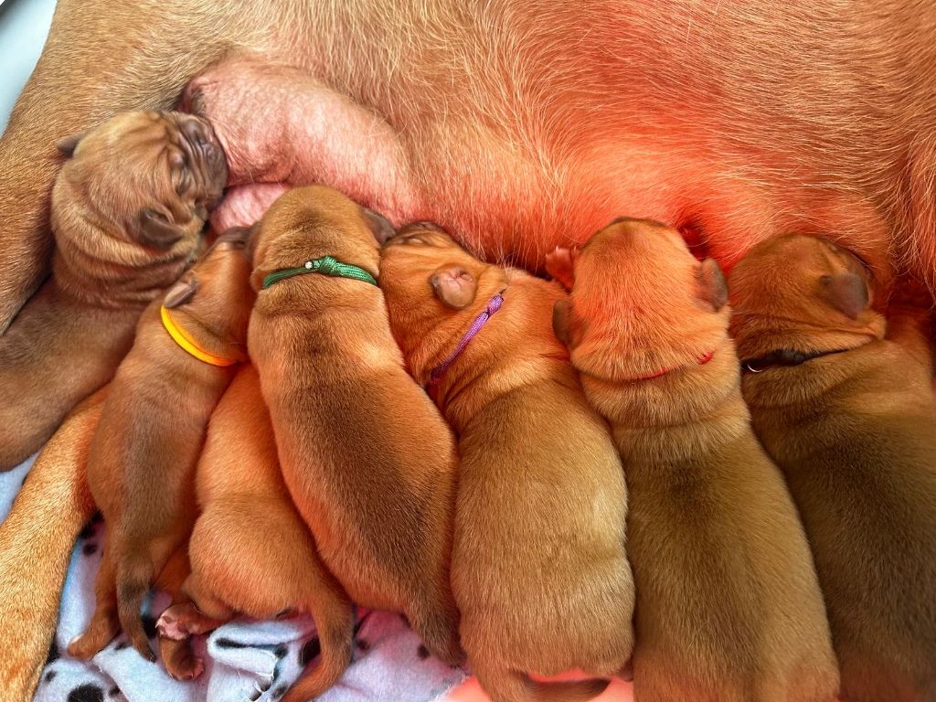 chiot Dogue de Bordeaux Des Merveilles De Na'vi