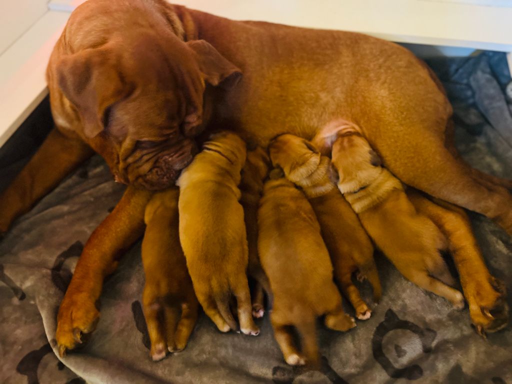 chiot Dogue de Bordeaux Des Merveilles De Na'vi