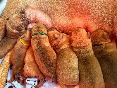 Des Merveilles De Na'vi - Dogue de Bordeaux - Portée née le 13/05/2024