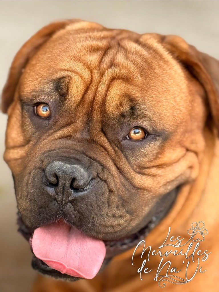 U neya D'Un Délice De Pain D'Epice