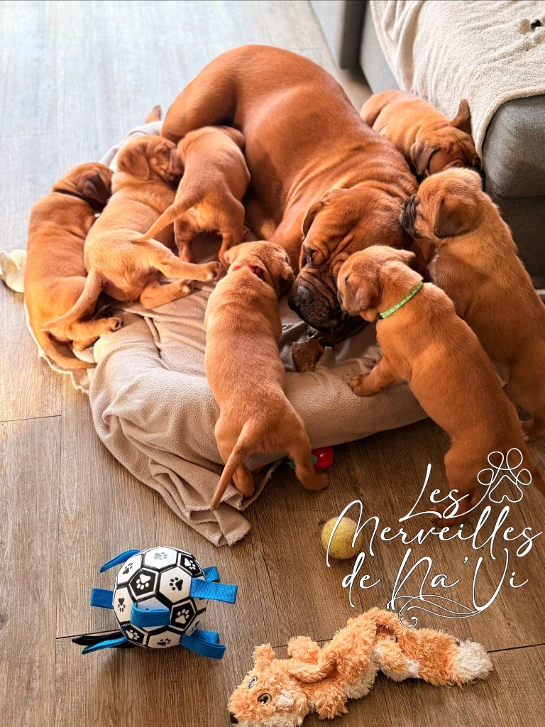 Chiot Dogue de Bordeaux Des Merveilles De Na'vi