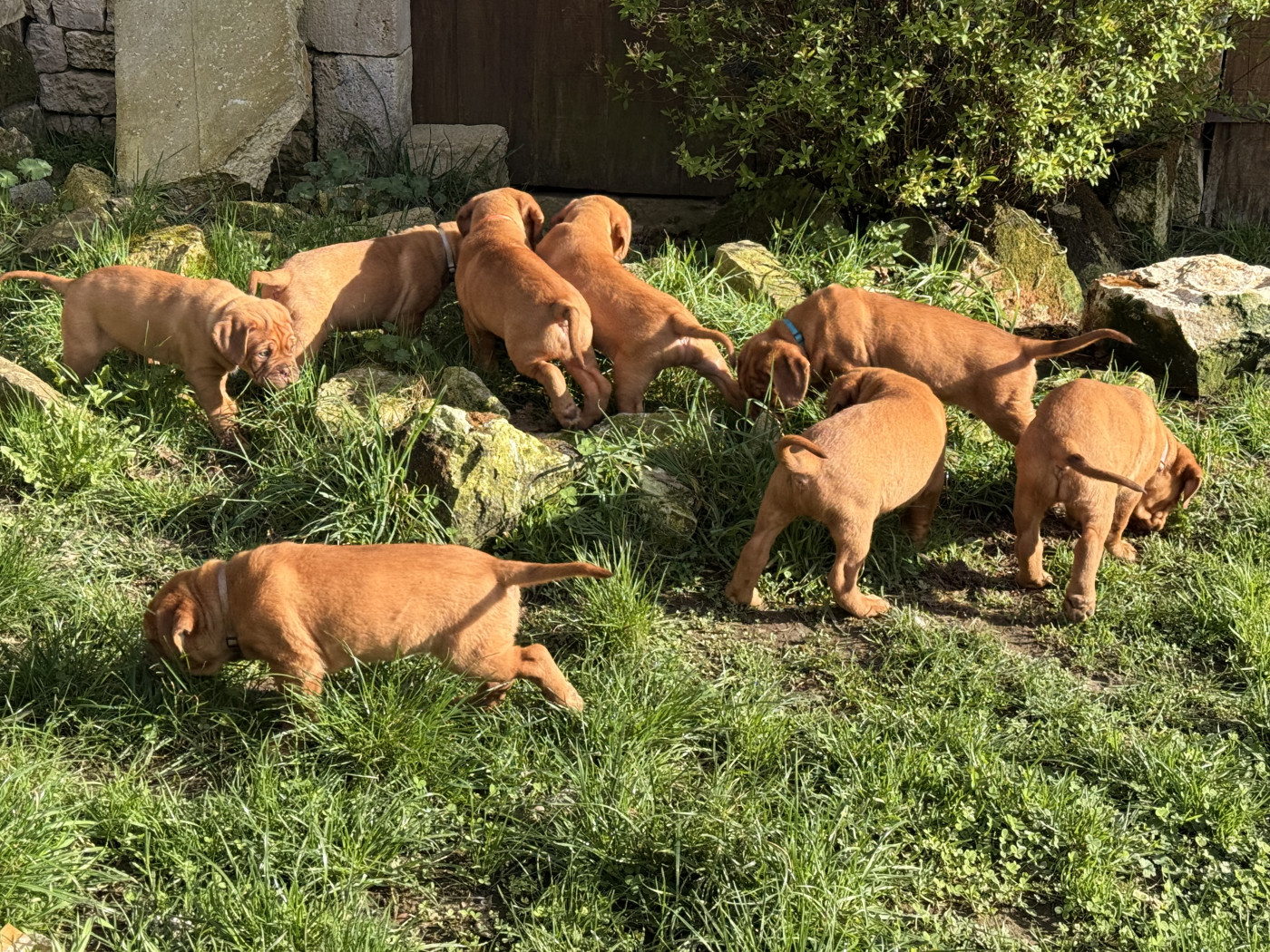 Des Merveilles De Na'vi - Dogue de Bordeaux - Portée née le 05/01/2026