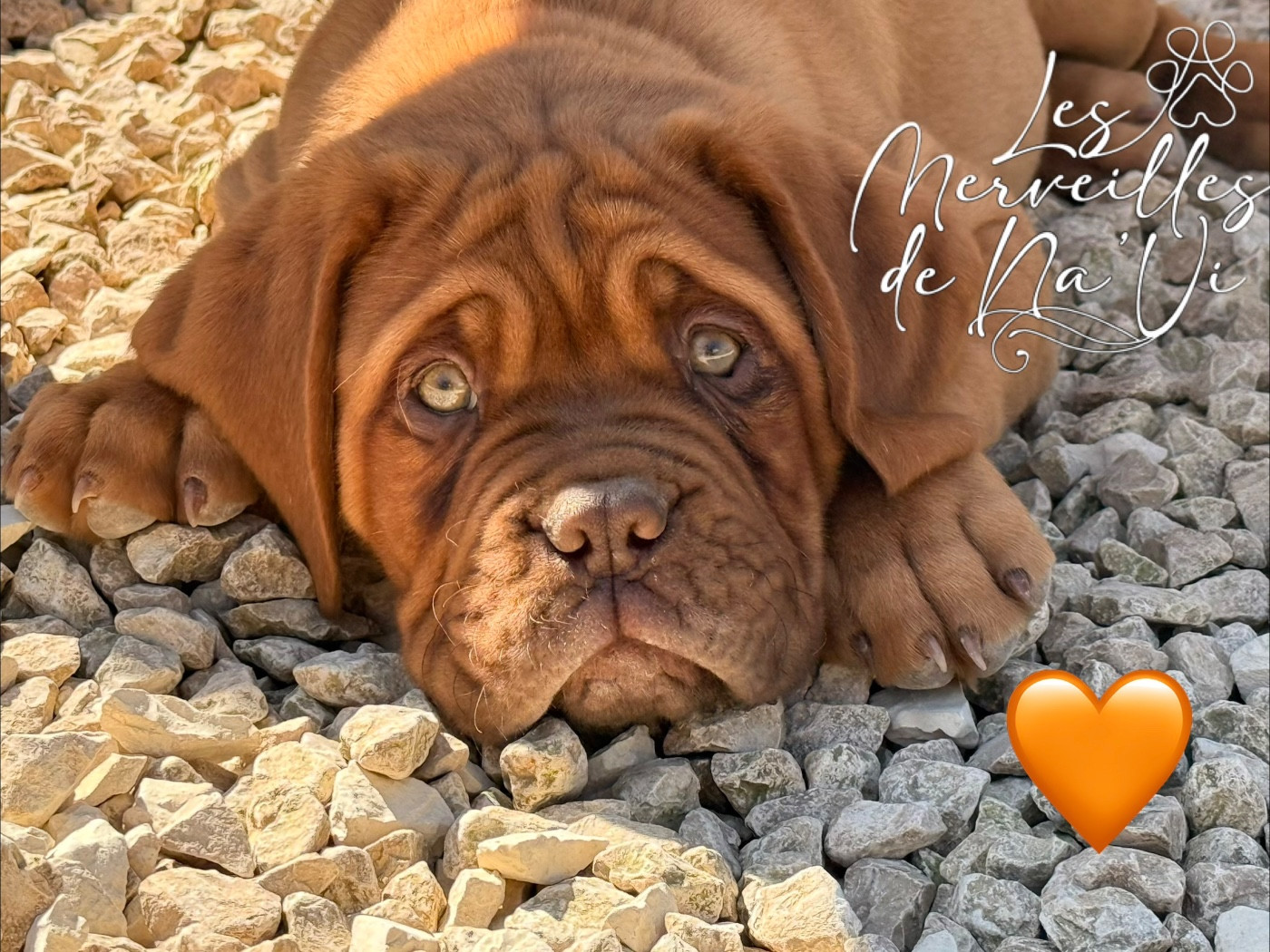 Des Merveilles De Na'vi - Chiots disponibles - Dogue de Bordeaux