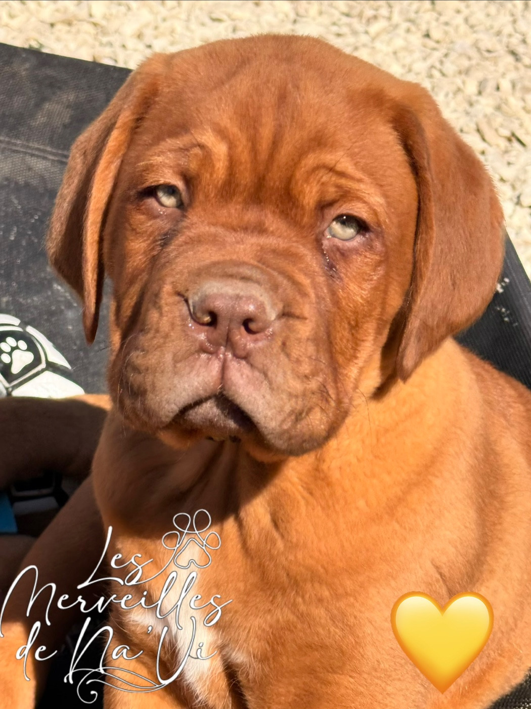 Des Merveilles De Na'vi - Chiots disponibles - Dogue de Bordeaux