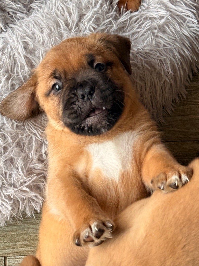 Des Merveilles De Na'vi - Chiots disponibles - Dogue de Bordeaux