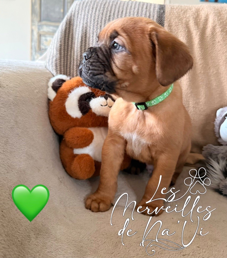 Des Merveilles De Na'vi - Chiots disponibles - Dogue de Bordeaux
