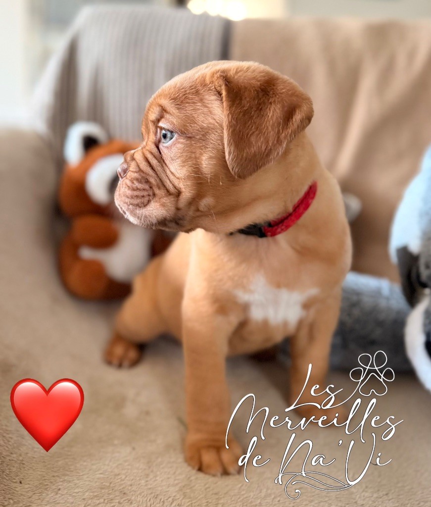 Des Merveilles De Na'vi - Chiots disponibles - Dogue de Bordeaux
